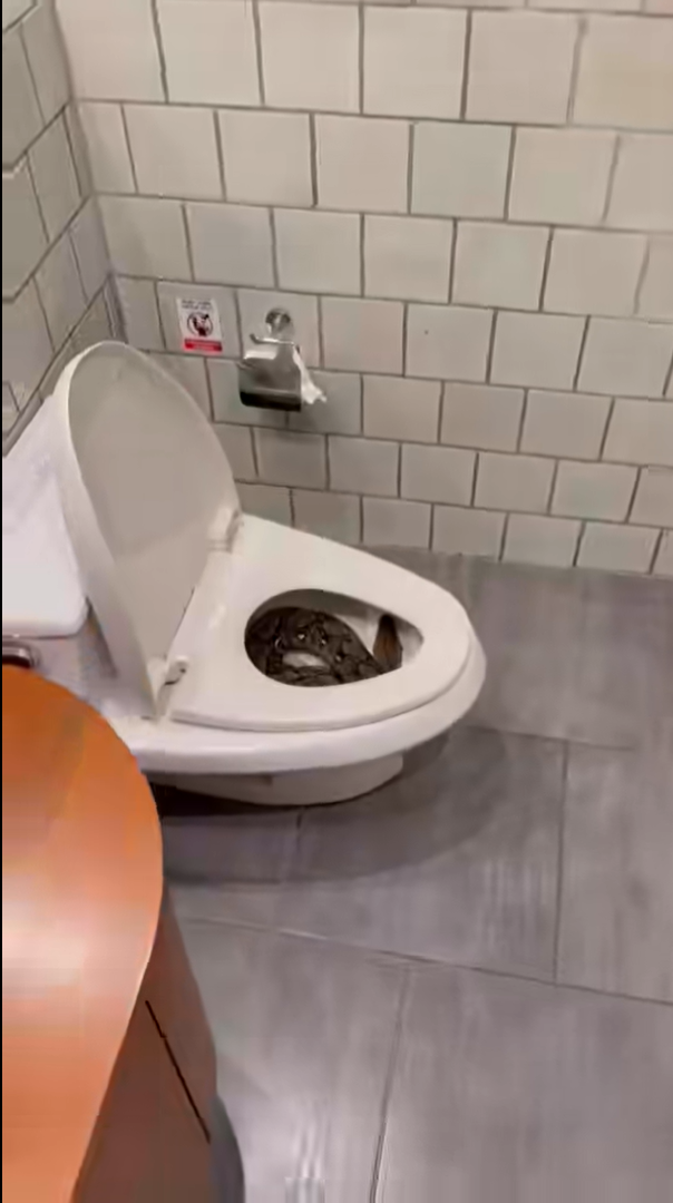 Đi vệ sinh lúc 3 giờ sáng, người đàn ông kinh hoàng trước cảnh tượng trong bồn cầu Ảnh 1