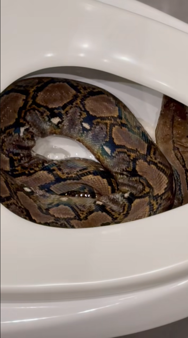 Đi vệ sinh lúc 3 giờ sáng, người đàn ông kinh hoàng trước cảnh tượng trong bồn cầu Ảnh 2