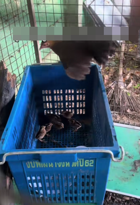 Ba người đàn ông mang máy xúc giải cứu đàn gà con mắc kẹt trong cống Ảnh 4