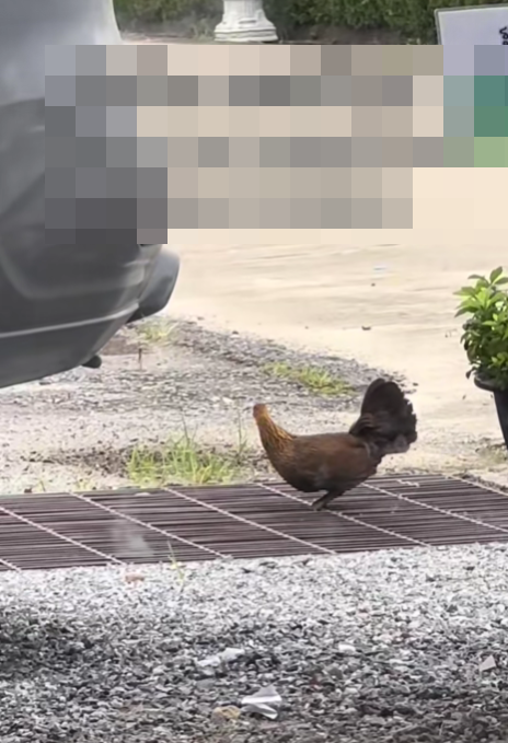 Ba người đàn ông mang máy xúc giải cứu đàn gà con mắc kẹt trong cống Ảnh 1