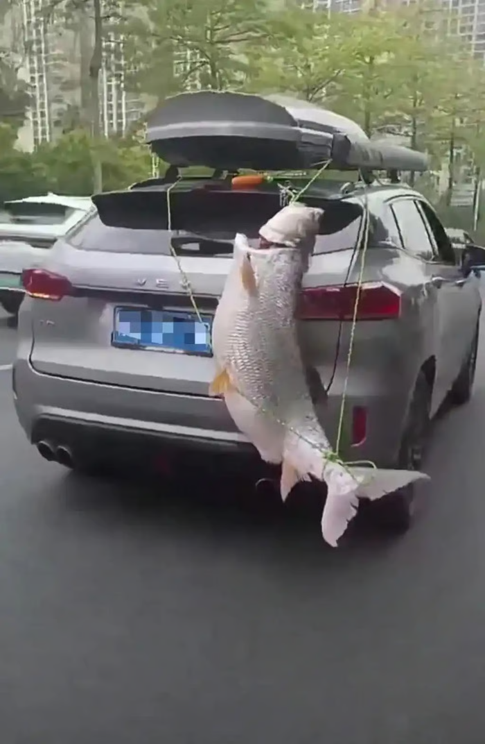 Khoe cá khổng lồ 40kg sau xe ô tô, người đàn ông nhận cái kết không ngờ Ảnh 1