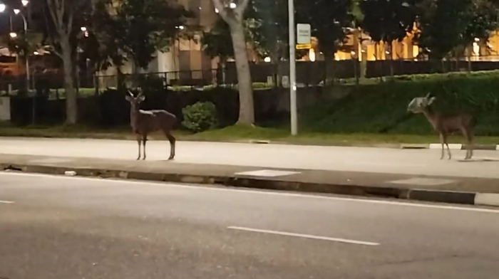 Loài động vật hoang dã lang thang trên đường phố lúc rạng sáng, tài xế 'đứng hình' Ảnh 1