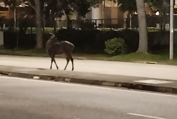 Loài động vật hoang dã lang thang trên đường phố lúc rạng sáng, tài xế 'đứng hình' Ảnh 2
