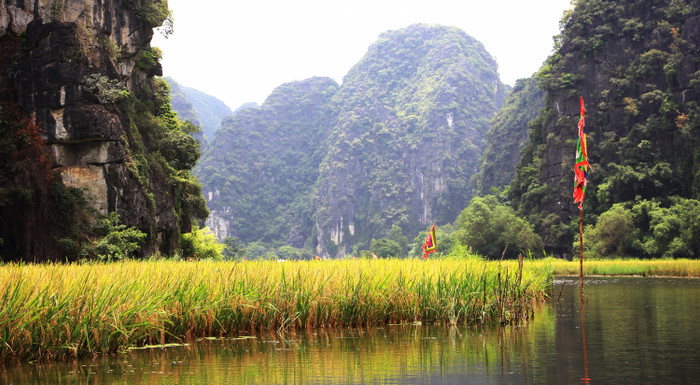 Giống lúa Thái Nguyên 111 tươi tốt, chắc khỏe được trồng tại Tam Cốc, Ninh Bình. (Ảnh: Báo Thanh niên) 