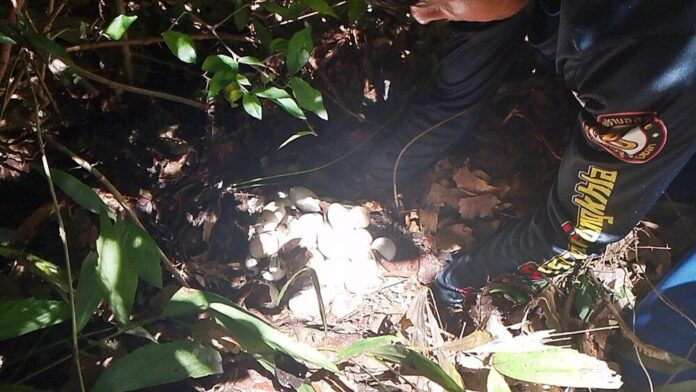 Con rắn hổ mang chúa khổng lồ tấn công chủ nhà, bảo vệ ổ trứng vừa mới sinh Ảnh 3