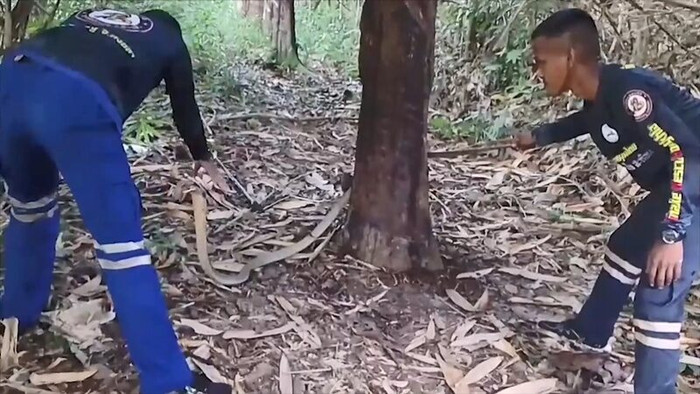 Con rắn hổ mang chúa khổng lồ tấn công chủ nhà, bảo vệ ổ trứng vừa mới sinh Ảnh 2