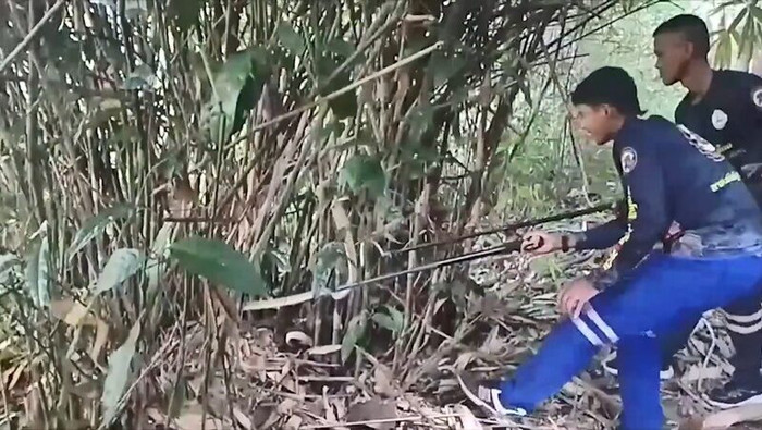 Con rắn hổ mang chúa khổng lồ tấn công chủ nhà, bảo vệ ổ trứng vừa mới sinh Ảnh 1