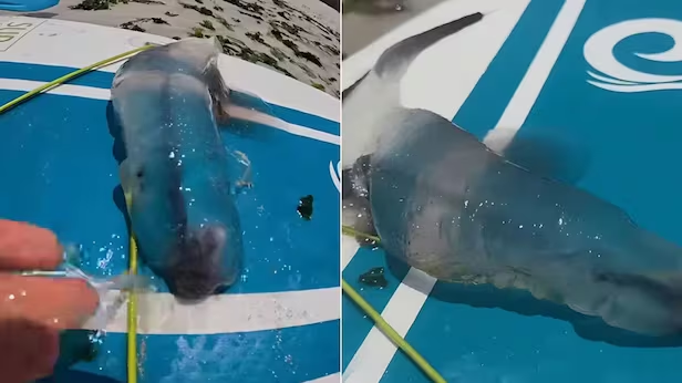 Phát hiện sinh vật biển như 'người ngoài hành tinh', chuyên gia khuyến cáo không chạm vào Ảnh 1