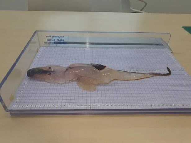 Phát hiện sinh vật biển như 'người ngoài hành tinh', chuyên gia khuyến cáo không chạm vào Ảnh 2