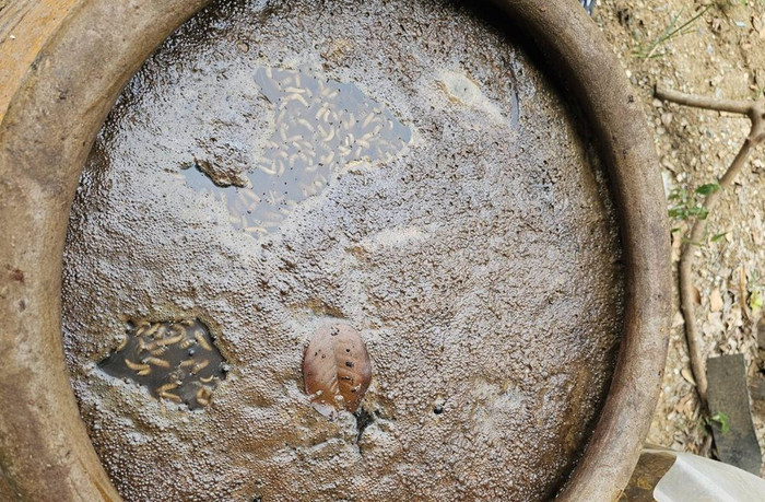 Người phụ nữ qua đời sau khi uống 'thần dược' chữa bệnh, kinh hoàng khi kiểm tra nhà thầy thuốc Ảnh 4