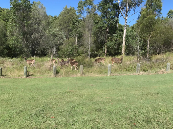 Ảnh: Invasive Species Council.