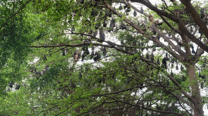 Hàng nghìn con dơi đậu lơ lửng kín cây xanh, dân làng lo lắng phát sinh mầm bệnh Ảnh 2