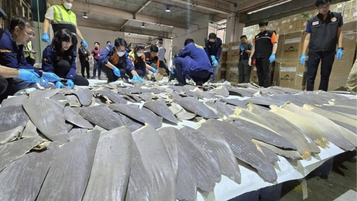 Tịch thu 400 vây cá mập giá trị hàng tỷ đồng tại sân bay Ảnh 2