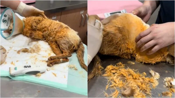 Con mèo từ trên trời rơi xuống nồi lẩu đang sôi, 9 thực khách bị bỏng Ảnh 2