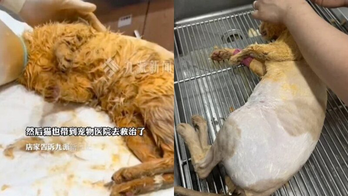 Con mèo từ trên trời rơi xuống nồi lẩu đang sôi, 9 thực khách bị bỏng Ảnh 3