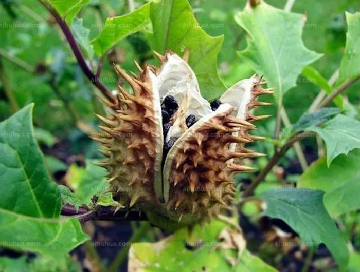 Tự chế rượu thuốc tẩm bổ, người đàn ông uống nhầm 'độc dược' giống trong phim Thần điêu đại hiệp Ảnh 1