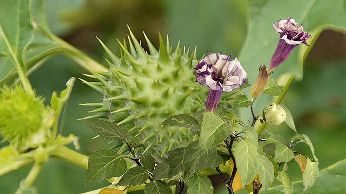 Cà độc dược hay còn được gọi với cái tên khác là Mạn đà la.