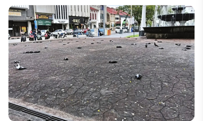 Hàng trăm con chim bồ câu chết rơi xuống đường, người dân lo lắng Ảnh 1