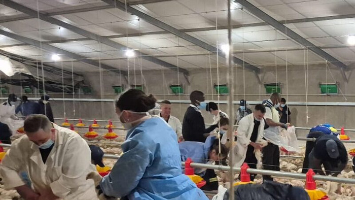 Tiêu hủy 350 nghìn con gà sau khi chúng ăn thịt lẫn nhau Ảnh 3