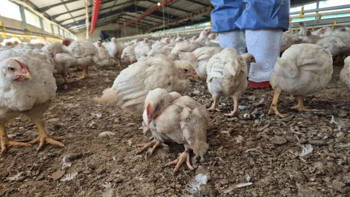 Tiêu hủy 350 nghìn con gà sau khi chúng ăn thịt lẫn nhau Ảnh 2