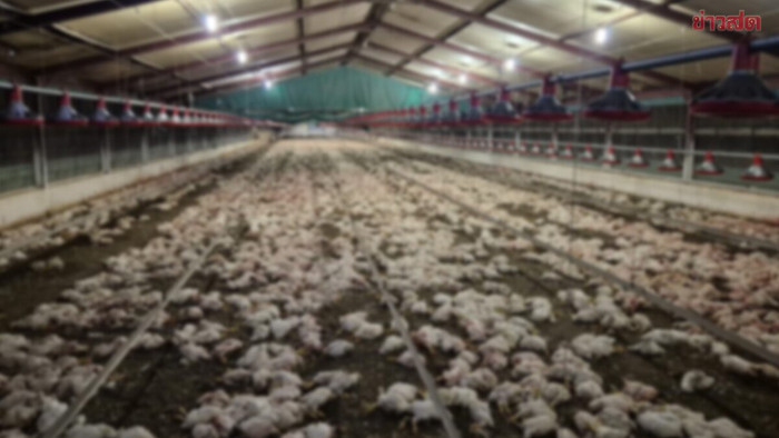 Tiêu hủy 350 nghìn con gà sau khi chúng ăn thịt lẫn nhau Ảnh 1