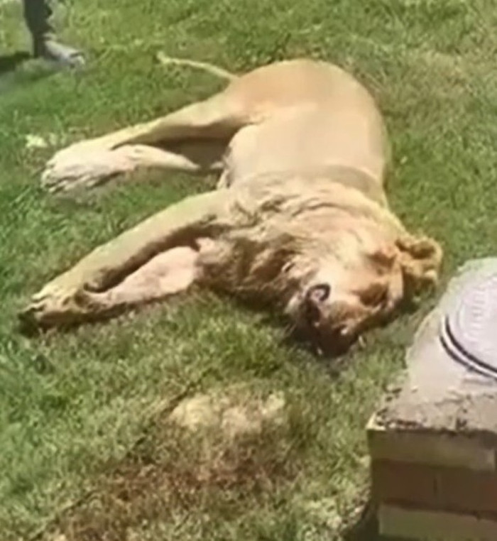 Ảnh chụp màn hình từ YouTube.