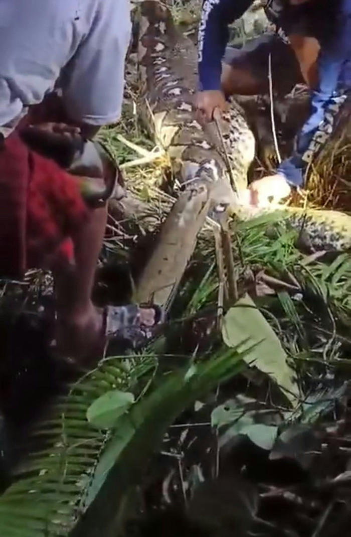 Dân làng vây bắt con trăn khổng lồ dài 6 mét, rụng rời khi mổ bụng kiểm tra Ảnh 3