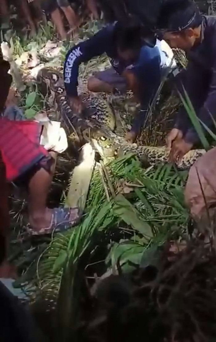 Dân làng vây bắt con trăn khổng lồ dài 6 mét, rụng rời khi mổ bụng kiểm tra Ảnh 2