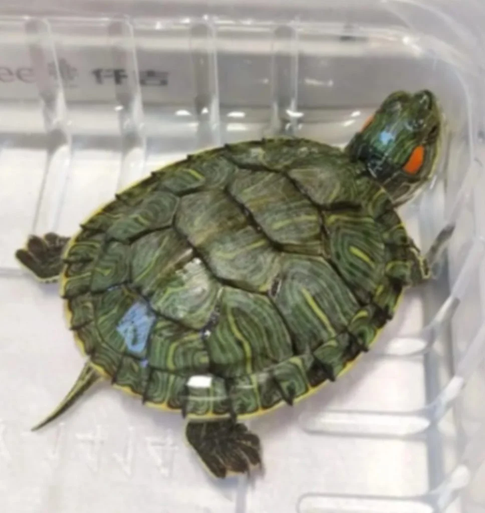 Bé trai thiệt mạng vì bị con rùa rơi trúng đầu Ảnh 1