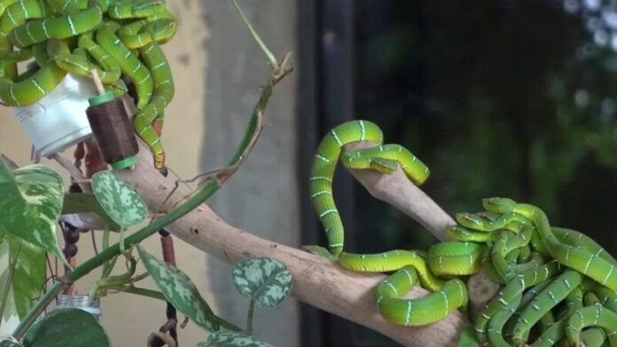 Ảnh:RT en Español..