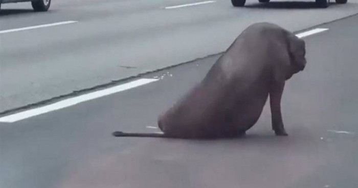 Con vật màu đen ngồi bất lực giữa đường quốc lộ, người đi đường xôn xao Ảnh 1