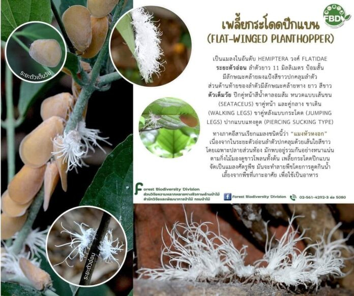 Cành cây bỗng mộc chi chít 'quả lạ', chủ nhà hoang mang khi biết sự thật Ảnh 3