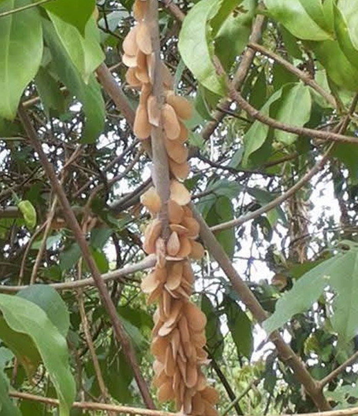 Cành cây bỗng mộc chi chít 'quả lạ', chủ nhà hoang mang khi biết sự thật Ảnh 1