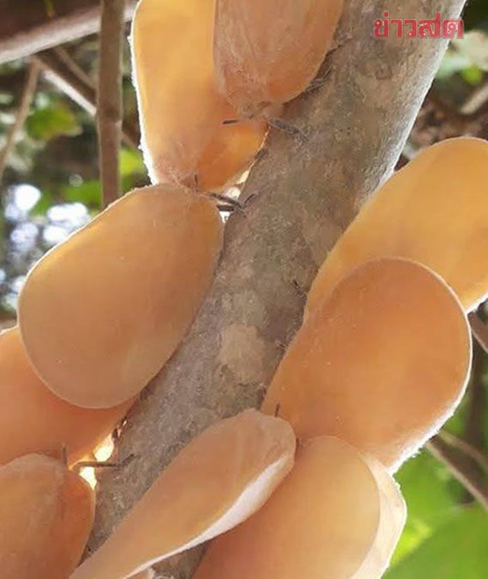 Cành cây bỗng mộc chi chít 'quả lạ', chủ nhà hoang mang khi biết sự thật Ảnh 2