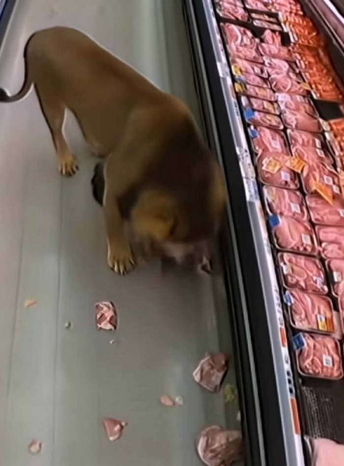Thực hư đoạn clip sư tử xông vào siêu thị, ăn sạch quầy thịt BÒ Ảnh 2