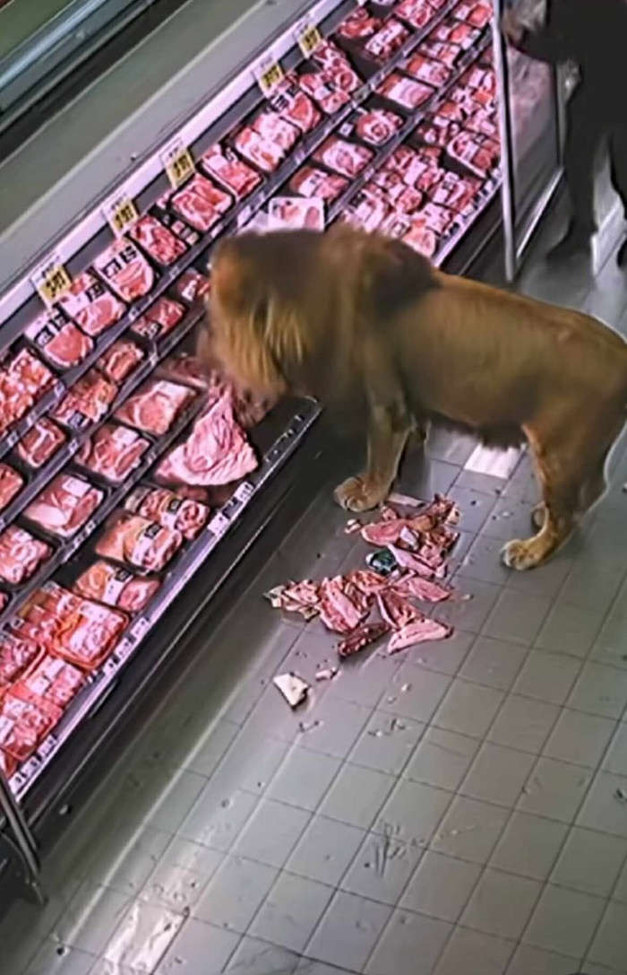 Thực hư đoạn clip sư tử xông vào siêu thị, ăn sạch quầy thịt BÒ Ảnh 1
