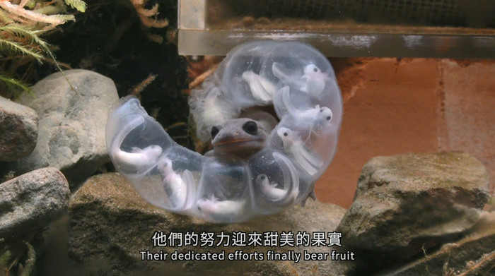 Ảnh: Silent Messenger Between Yunling: The Mystery of Alishan Salamander Reproduction.