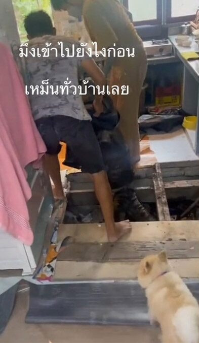 Chủ nhà sửng sốt phát hiện con thằn lằn khổng lồ đang phân hủy dưới sàn nhà Ảnh 1