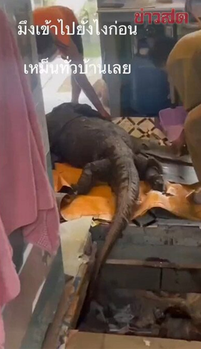 Chủ nhà sửng sốt phát hiện con thằn lằn khổng lồ đang phân hủy dưới sàn nhà Ảnh 2