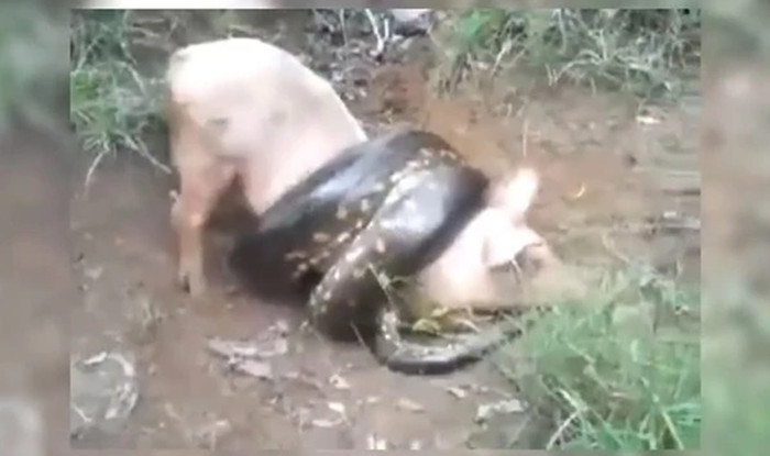 Săn trộm heo trong nhà dân, con trăn khổng lồ nhận cái kết đắng Ảnh 1