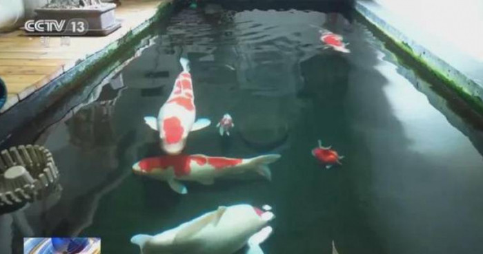 Nuôi cá koi dưới tầng hầm, người đàn ông bị hàng xóm kiện Ảnh 1