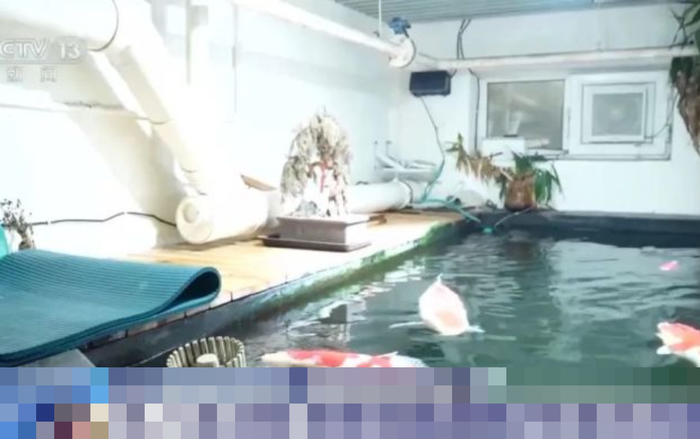 Nuôi cá koi dưới tầng hầm, người đàn ông bị hàng xóm kiện Ảnh 2