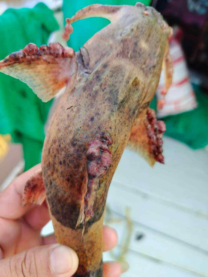 Ảnh: Facebook สมาคมแม่น้ำเพื่อชีวิต