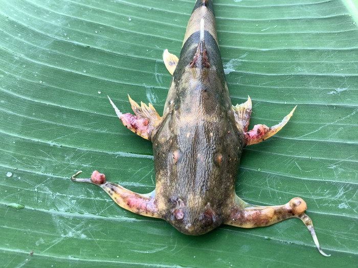 Những con cá biến dạng được bắt trước đó khiến người dân lo lắng (Ảnh: Facebook สมาคมแม่น้ำเพื่อชีวิต)