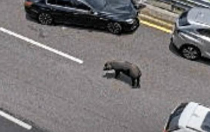 Con vật nặng 120kg 'náo loạn' đường quốc lộ, xảy ra tình cảnh đáng buồn sau đó Ảnh 2