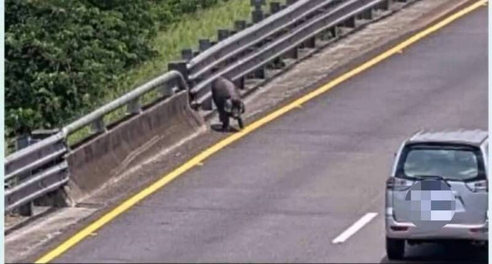 Con vật nặng 120kg 'náo loạn' đường quốc lộ, xảy ra tình cảnh đáng buồn sau đó Ảnh 1