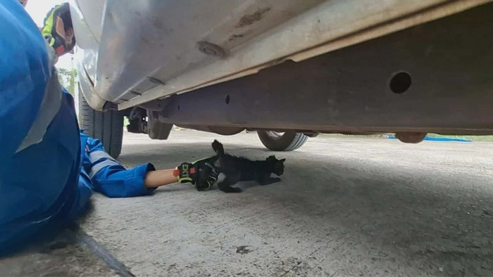 Chạy xe hơn 240 cây số, tài xế sững sờ khi phát hiện tiếng 'kêu cứu' dưới gầm xe Ảnh 2