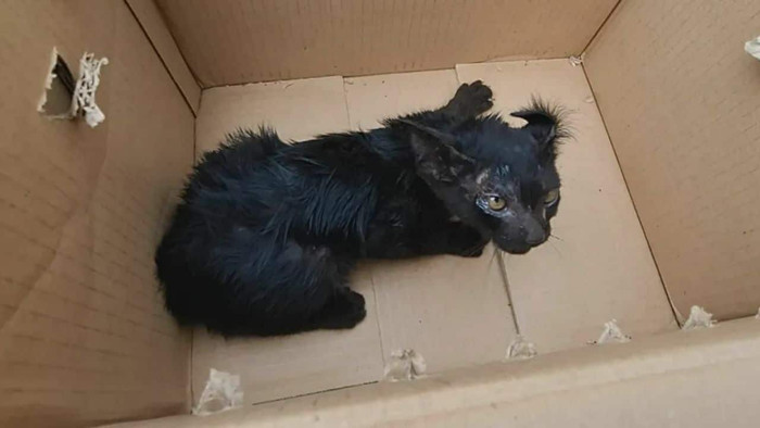 Chạy xe hơn 240 cây số, tài xế sững sờ khi phát hiện tiếng 'kêu cứu' dưới gầm xe Ảnh 3