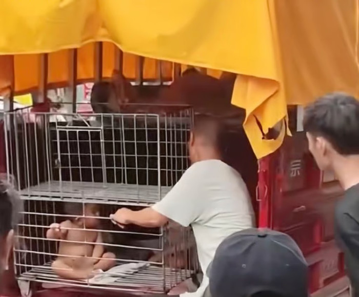 Bé trai không mặc quần áo bị cha nhốt trong lồng sắt, lời giải thích gây tranh cãi Ảnh 1