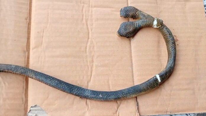 Chủ nhà phát hiện con rắn hai đầu kỳ dị trong tủ đồ, dân làng kéo đến xem Ảnh 2